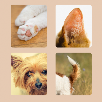 PAWTREAMER, PawPerfect Mini Trimmer pro Domácí Mazlíčky - Image 2