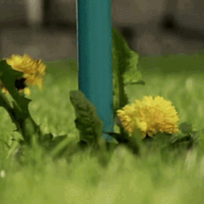 ROOTPULL, Odstraňovač kořenů z nerezové oceli - video